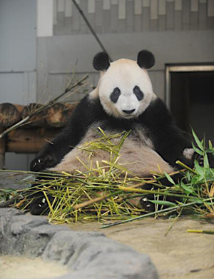 上野动物园中国大熊猫“仙女”出现怀孕迹象