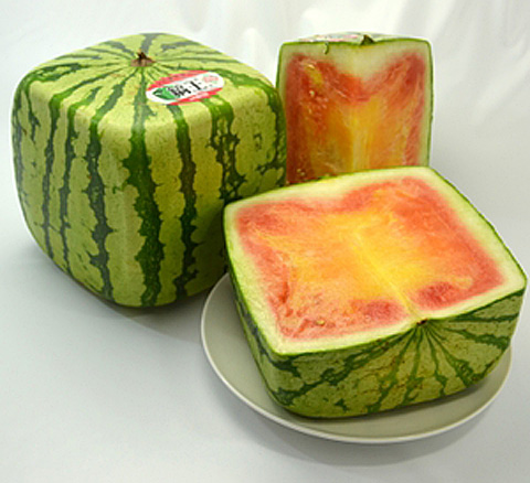 造型奇特观赏用方形西瓜开始上市售价1万3千日元