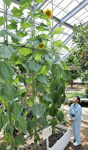 日本种出5.1米巨形向日葵逼近世界纪录- 日本通
