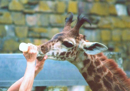 日本最高龄长颈鹿去世 相当于人类100岁