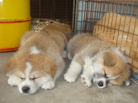 秋田犬赠普京 感谢支援东日本大地震