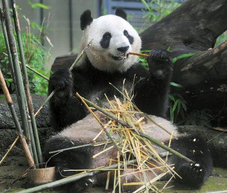 忘记悲伤！大熊猫真真重新与游客见面