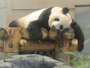 熊猫真真重新与游客见面 丧子之痛暴瘦10公斤