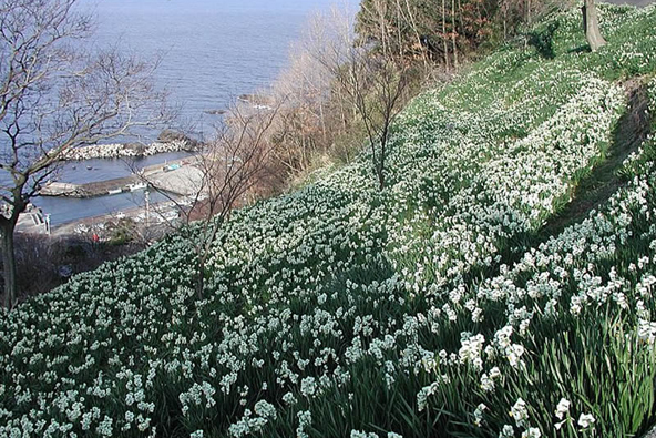 冬景怡人越前海岸 波之花 日本通