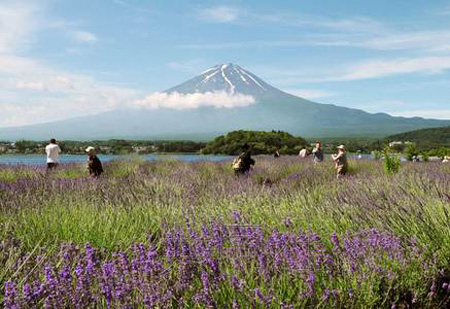 富士山河口湖畔薰衣草盛开吸引游客