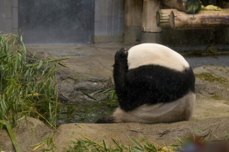 旅日大熊猫幼崽死亡 各方表示悲伤