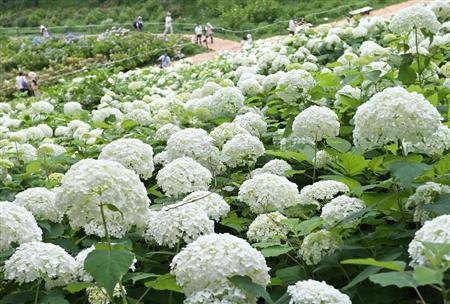 梅雨时节见雪景 东京夏季主题公园白绣球花绽放