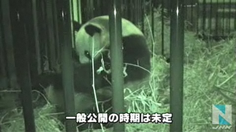 上野动物园中国大熊猫“真真”顺利产下宝宝