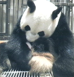 上野动物园中国大熊猫“仙女”熊猫崽不幸夭折