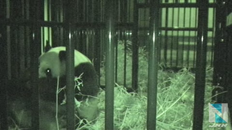 上野动物园中国大熊猫“仙女”熊猫崽不幸夭折
