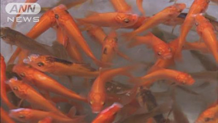 恶作剧！埼玉县某中学泳池被投放数百条金鱼