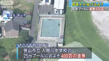 恶作剧！埼玉县某中学泳池被投放数百条金鱼