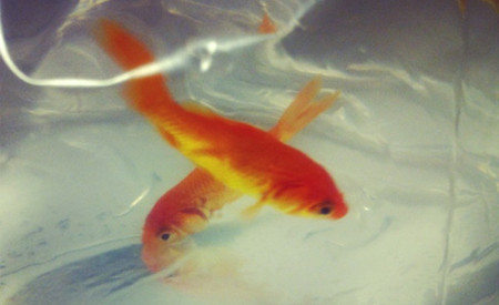 恶作剧！埼玉县某中学泳池被投放数百条金鱼