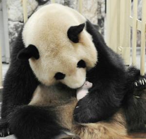 和歌山县新生熊猫宝宝今日起与游客见面