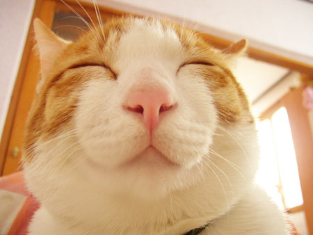 喵星人汪星人的福利日本立法保护宠物幼崽