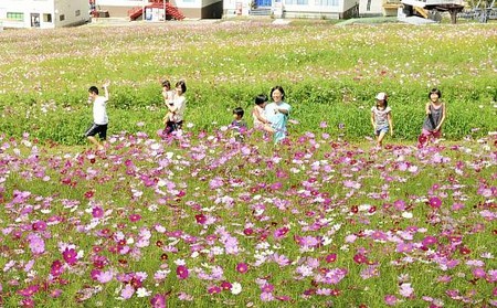 岐阜县高山市500万株大波斯菊陆续开放