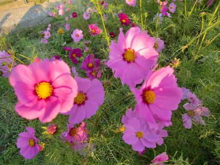 岐阜县高山市500万株大波斯菊陆续开放