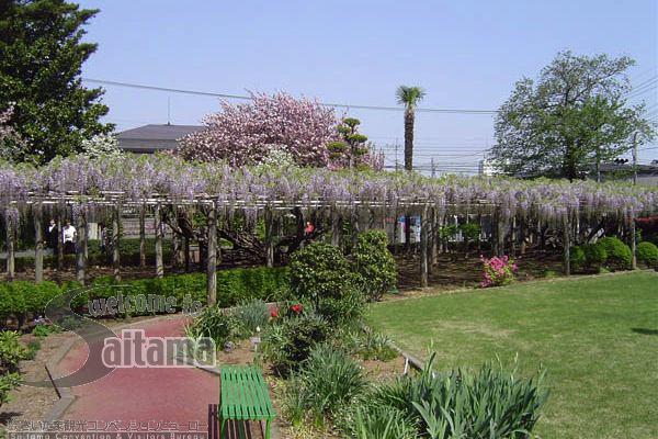 青叶园的紫藤花