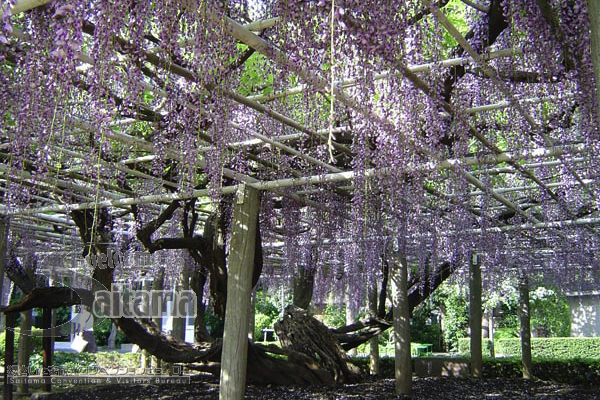 青叶园的紫藤花