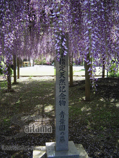 青叶园的紫藤花