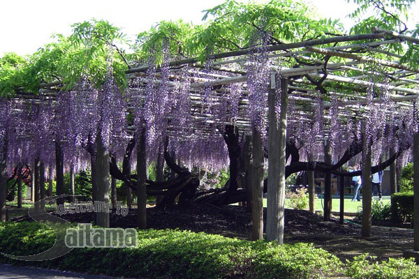 青叶园的紫藤花