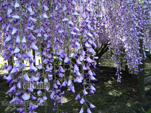 青叶园的紫藤花