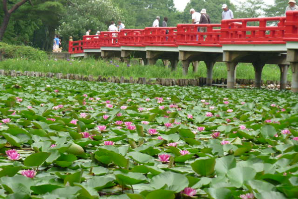 城址 公園 岩槻 岩槻城址公園（さいたま市岩槻区）／公園へ行こう！