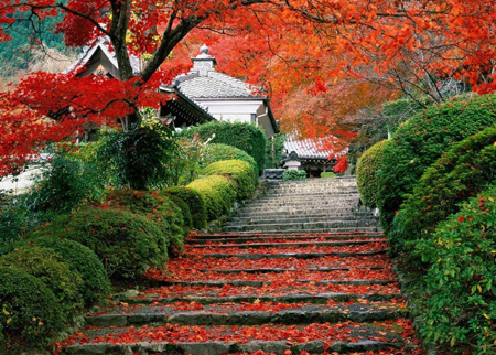 追逐日本红叶前线指南