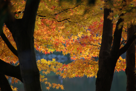 追逐日本红叶前线指南