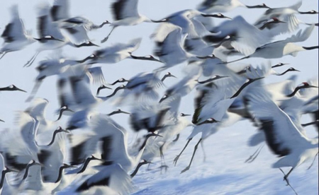 日本钏路湿地丹顶鹤的故乡