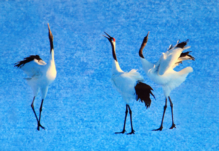 日本钏路湿地丹顶鹤的故乡