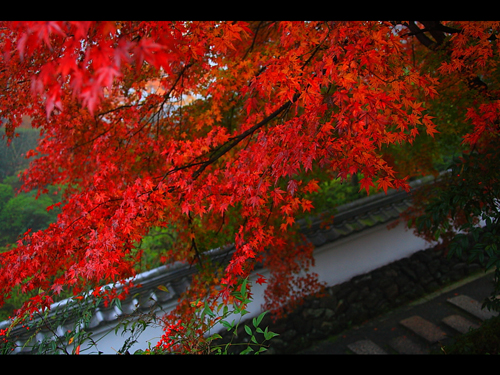 秋天的日本因枫叶而绚烂
