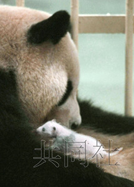 和歌山县熊猫宝宝与游客见面