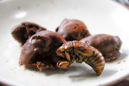 日本食用昆虫人气攀升