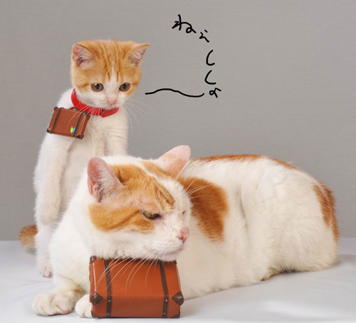 日本超可爱明星猫组合“Nyalan与弟子”秒杀众粉丝