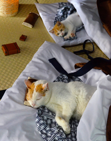 日本超可爱明星猫组合“Nyalan与弟子”秒杀众粉丝