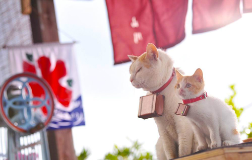 日本超可爱明星猫组合“Nyalan与弟子”秒杀众粉丝