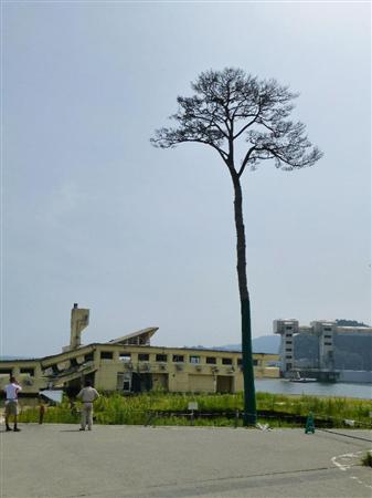 日本拟斥资1.5亿日元保存“奇迹一棵松”引热议