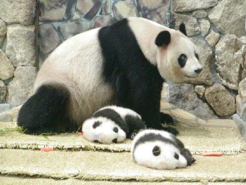 和歌山县双胞胎熊猫幼崽诞生 其一不幸夭折