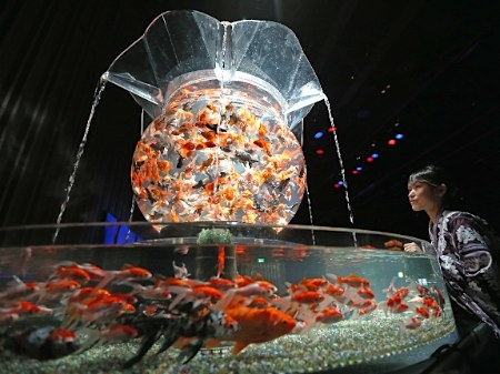 东京艺术水族馆和风金鱼展2012对外开放