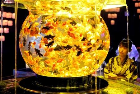 东京艺术水族馆和风金鱼展2012对外开放