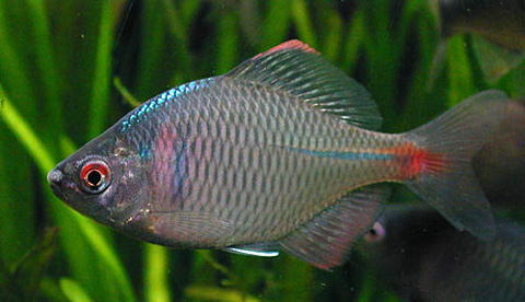 天朝淫威殃及日本池鱼动植物生态受威胁