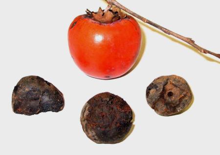 神奈川县出土4个十四世纪柿子文物