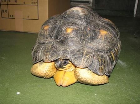 千叶动物园“获赠”辐射陆龟 警方开始调查
