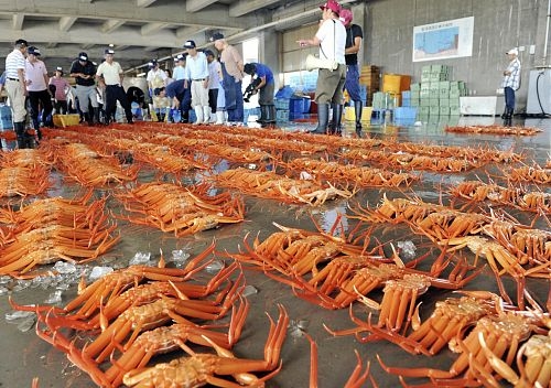 舌尖上的秋天 日本今年首批津和井蟹开捞