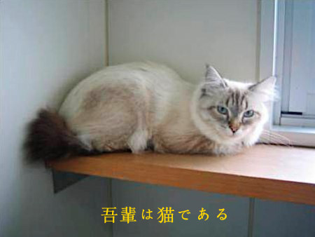 礼尚往来 普京总统向秋田县赠送西伯利亚猫