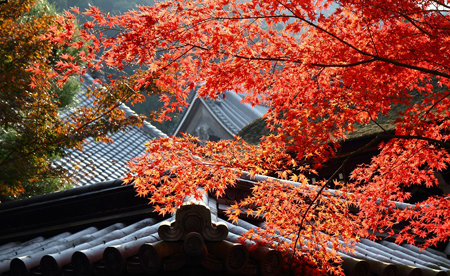 京都片片红叶下的秋天