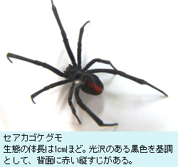 澳洲赤背寡妇蛛栖息范围蔓延到西日本