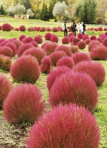 日本札幌 “陆地绿球藻”着红装迎最佳观赏期