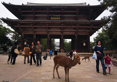 古都奈良的人文与自然之美